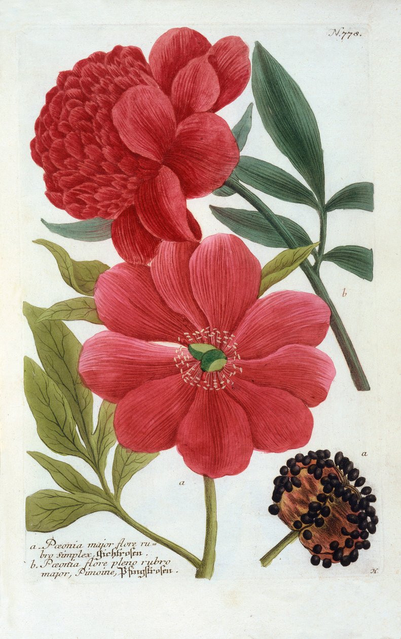 Paeonia, handgekleurde gravure door "Georg Dionysius Ehret