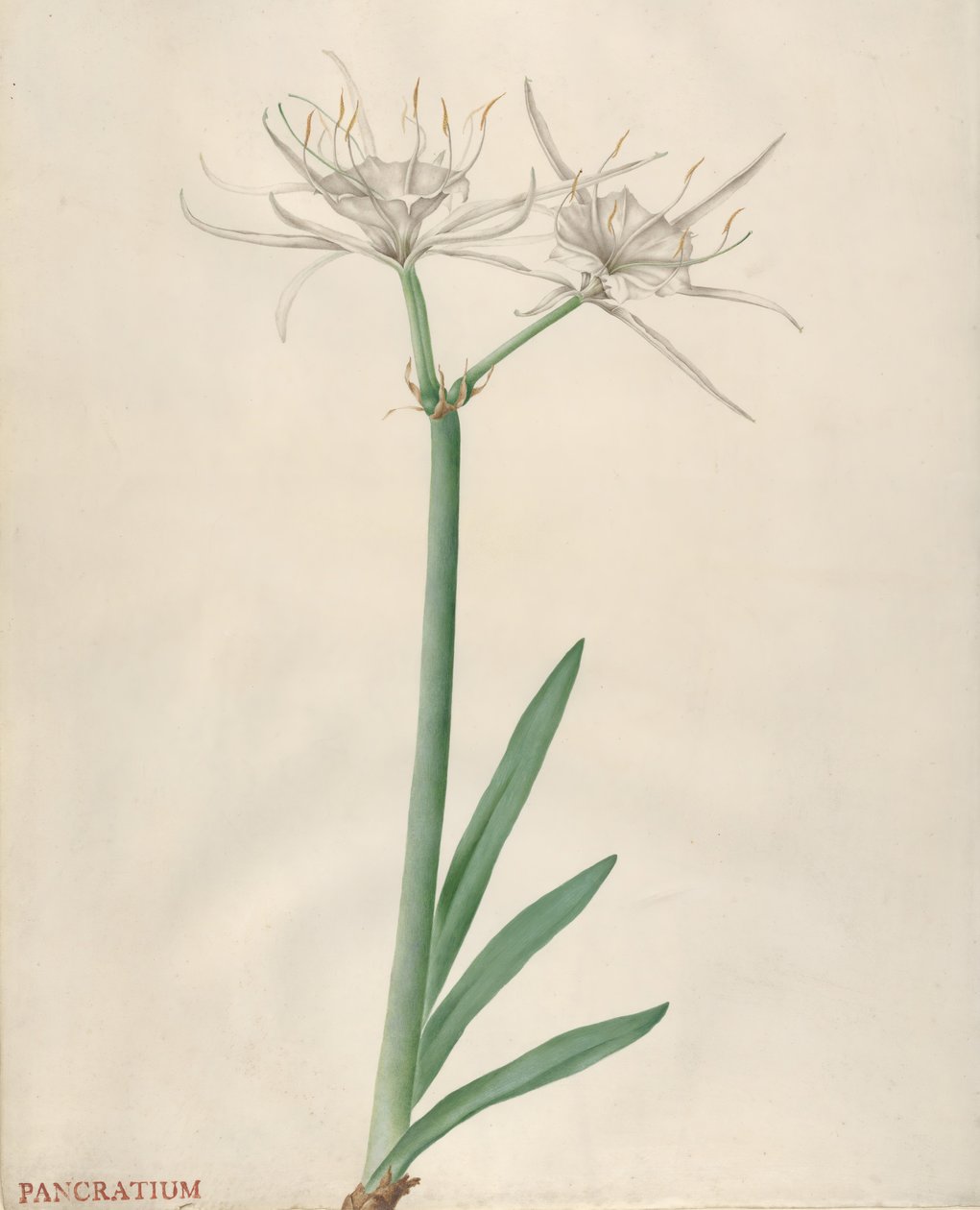 Pancratium, 1738-1770 door Georg Dionysius Ehret
