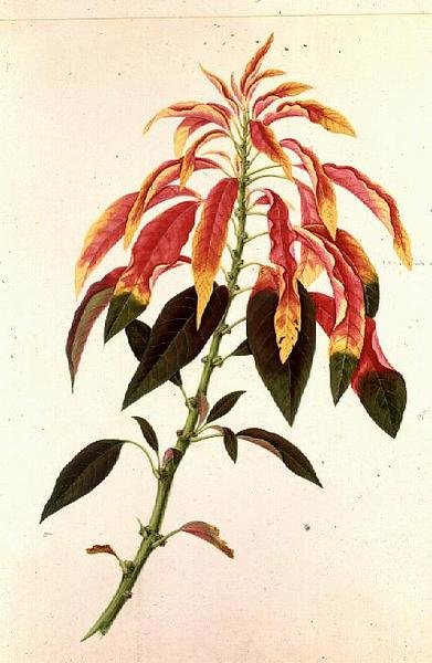 Pieris door Georg Dionysius Ehret