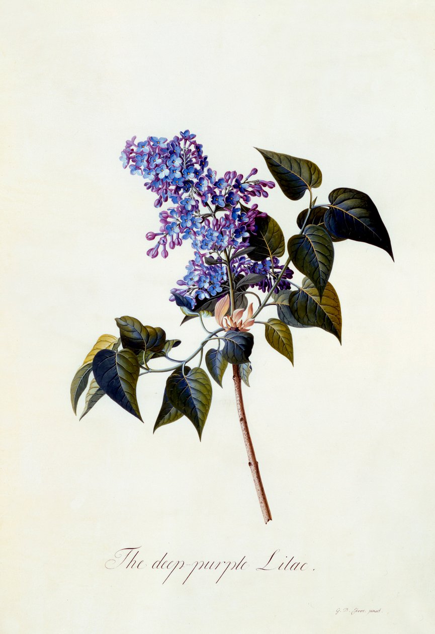 De diep-paarse Sering door "Georg Dionysius Ehret