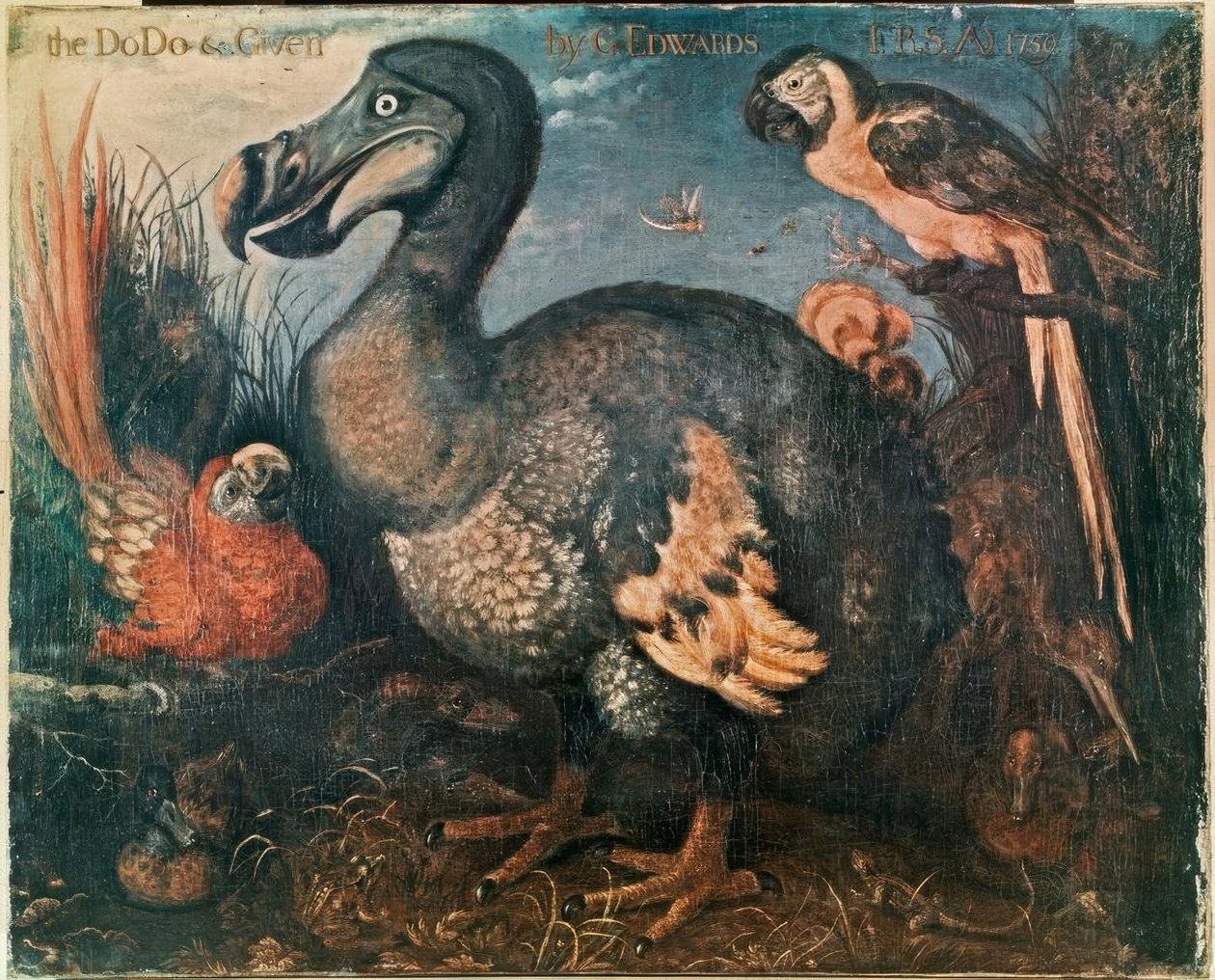 Dodo door George Edwards