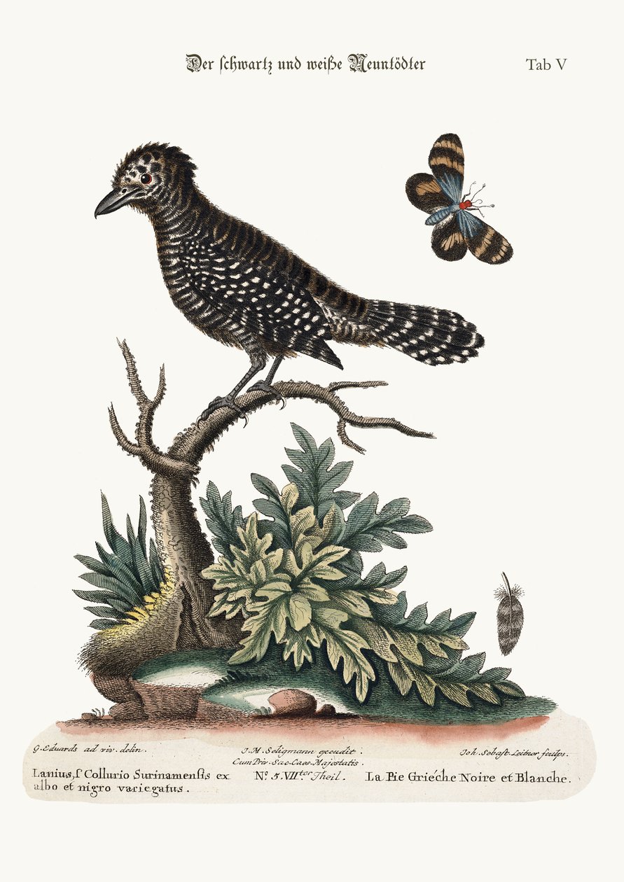 De zwart-witte slagersvogel, 1749-73 door George Edwards