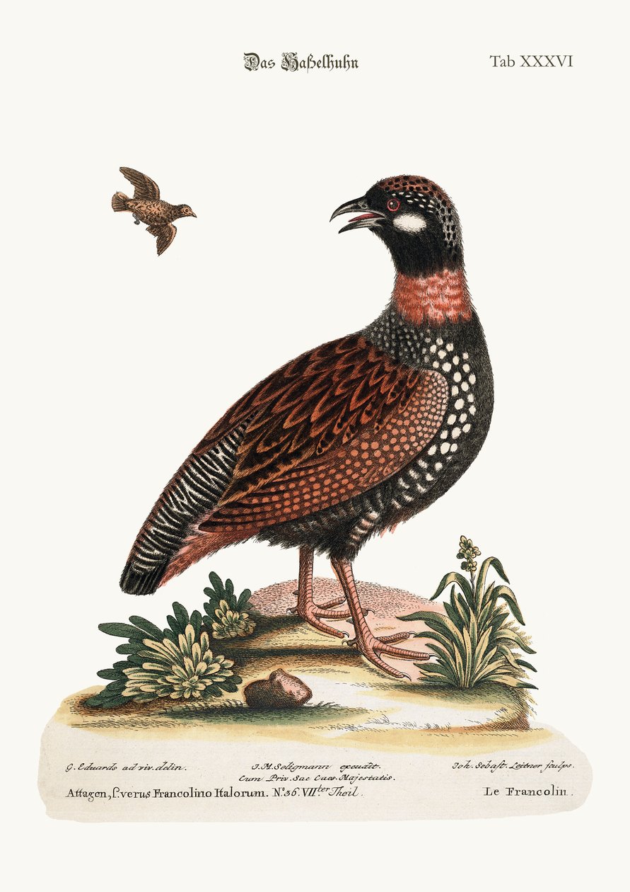 De Francolin, 1749-73 door George Edwards