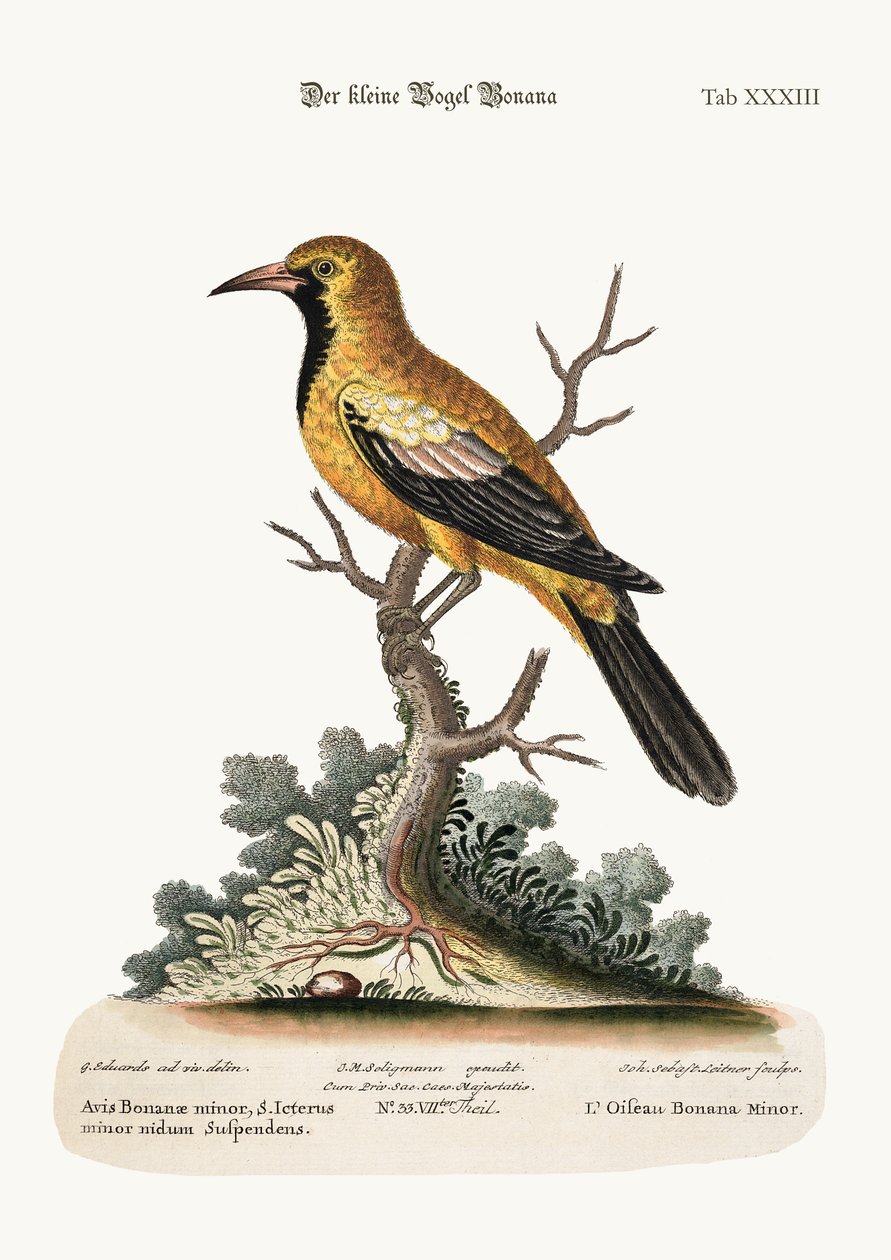 De kleine Bonana-vogel, 1749-73 door George Edwards