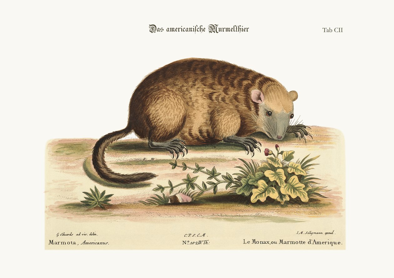 De Monax of Marmot van Amerika, 1749-73 door George Edwards