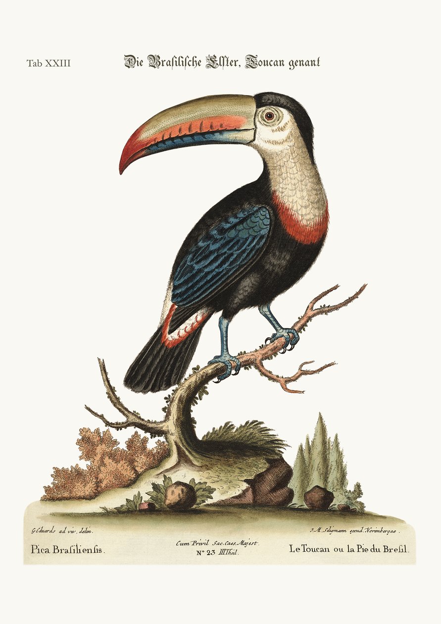 De toekan of Braziliaanse ekster, 1749-73 door George Edwards