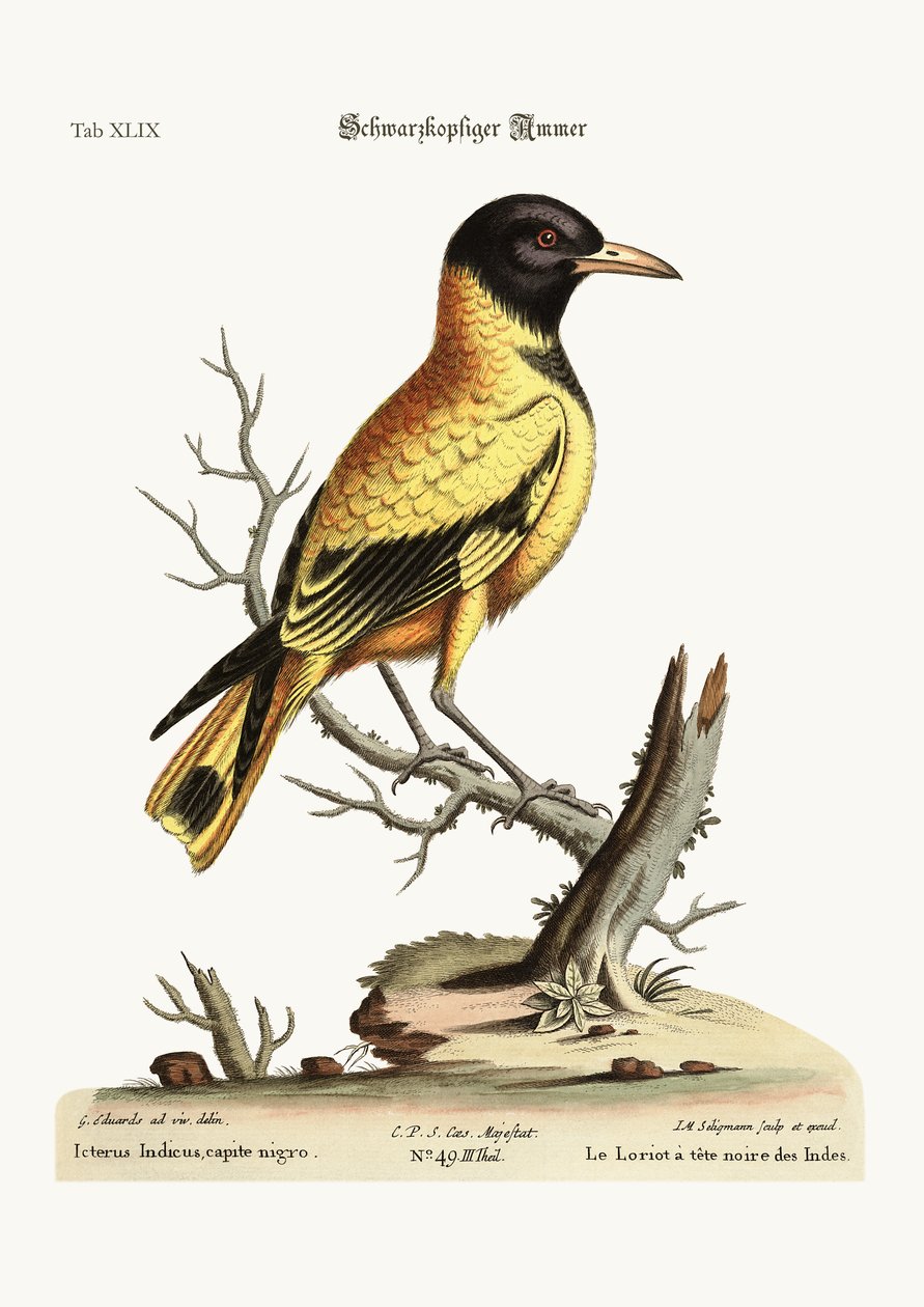 De zwartkopindiaan Icterus door George Edwards