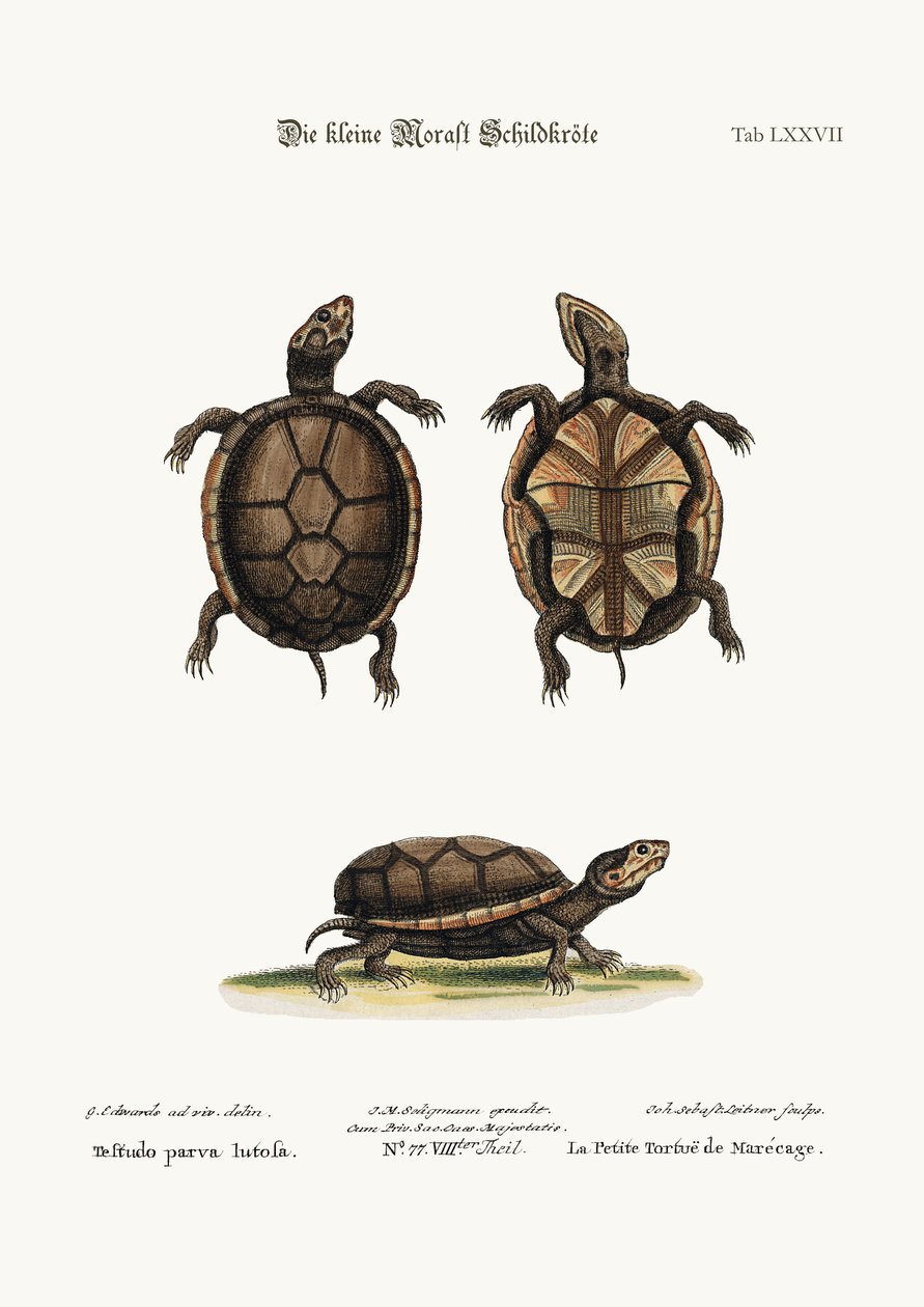 De kleine Modderschildpad, 1749-73 door George Edwards