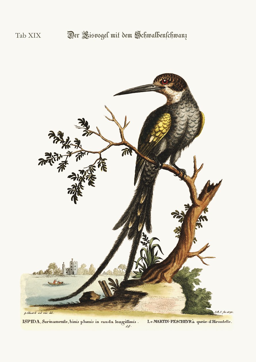 De zwaluwstaartijsvogel door George Edwards