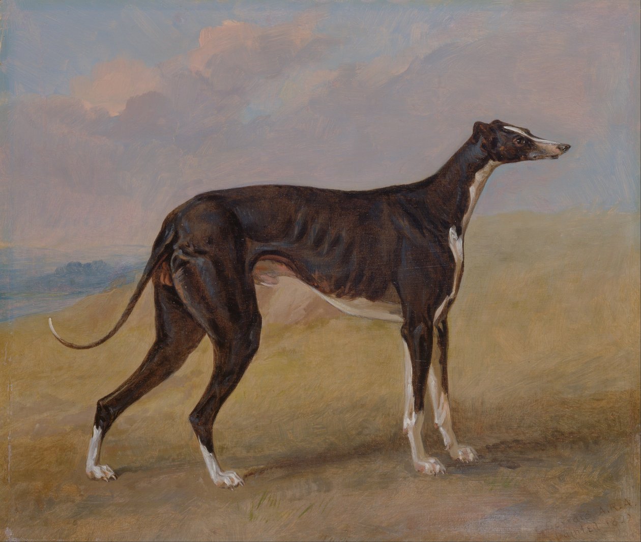 Turk, een windhond, eigendom van George Lane Fox door George Garrard