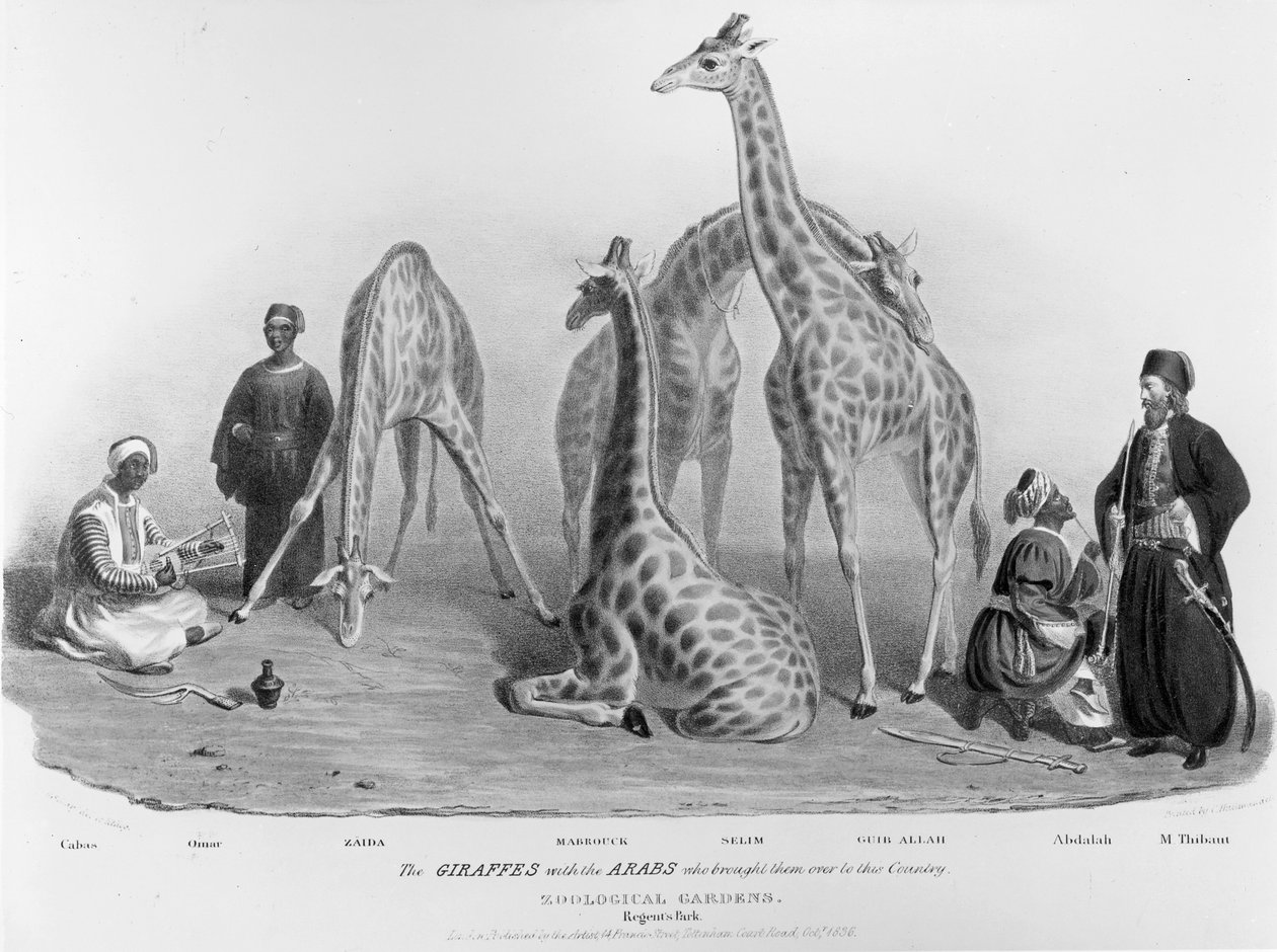 De giraffen met de Arabieren die ze naar dit land brachten, Zoological Gardens, Regent