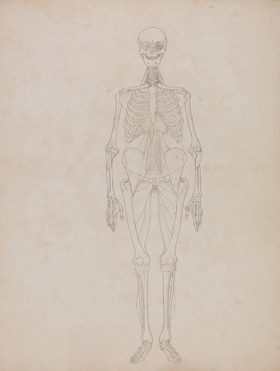 Vergelijkende anatomische expositie van de structuur van het menselijk lichaam met die van een tijger en een koe door George Stubbs