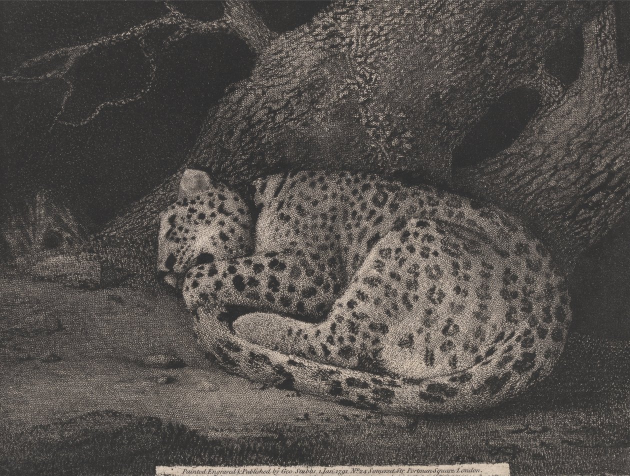Een Slapende Luipaard door George Stubbs
