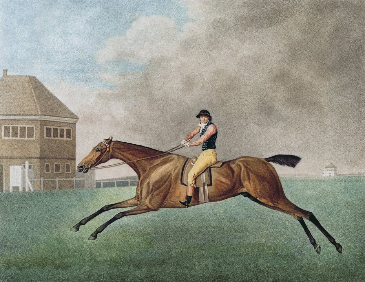 Baronet door George Stubbs