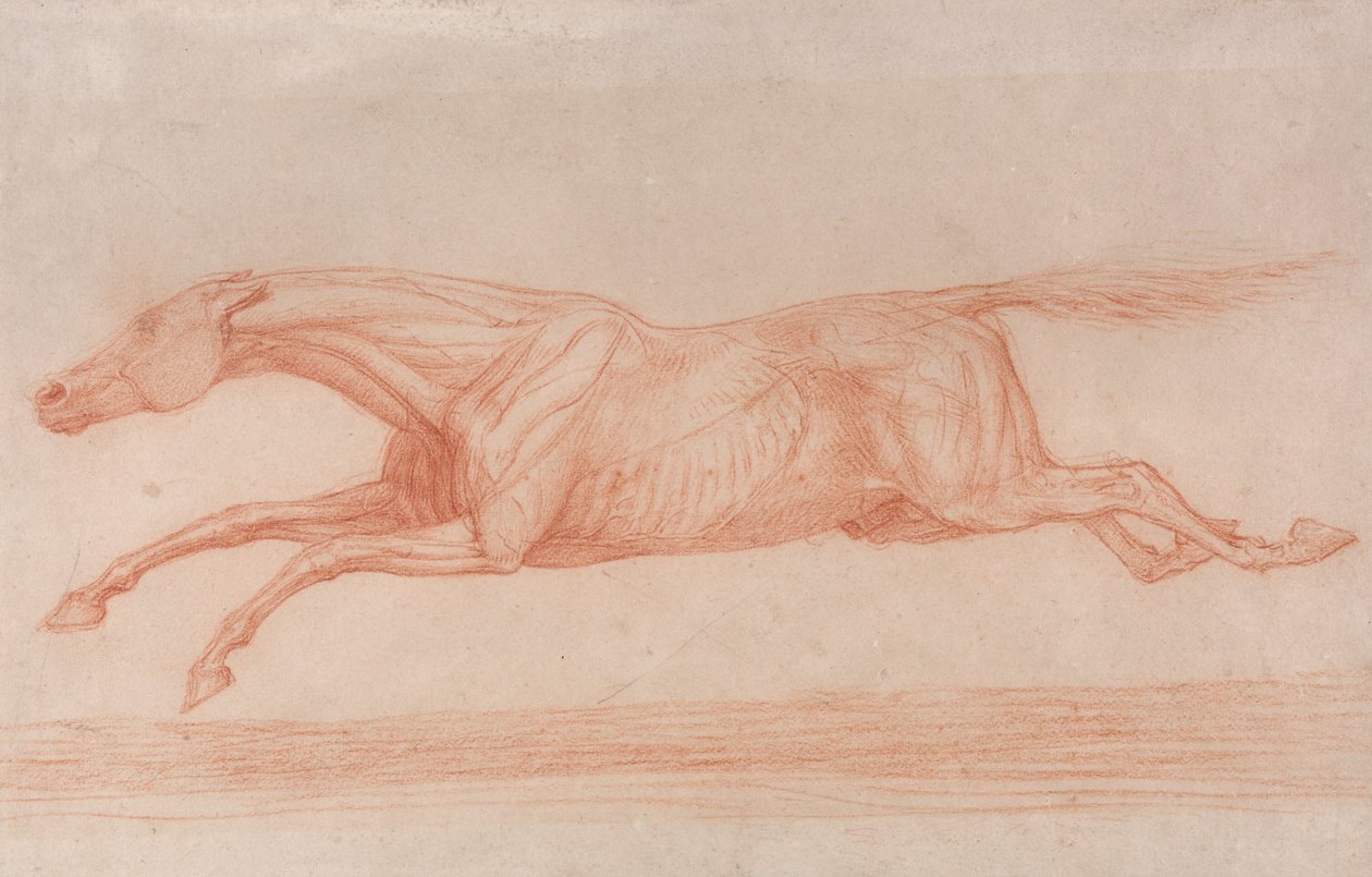Studie van een Renpaard in Actie - Galopperend naar Links, een Semi-Anatomische Studie, met de Huid Afgehaald door George Stubbs