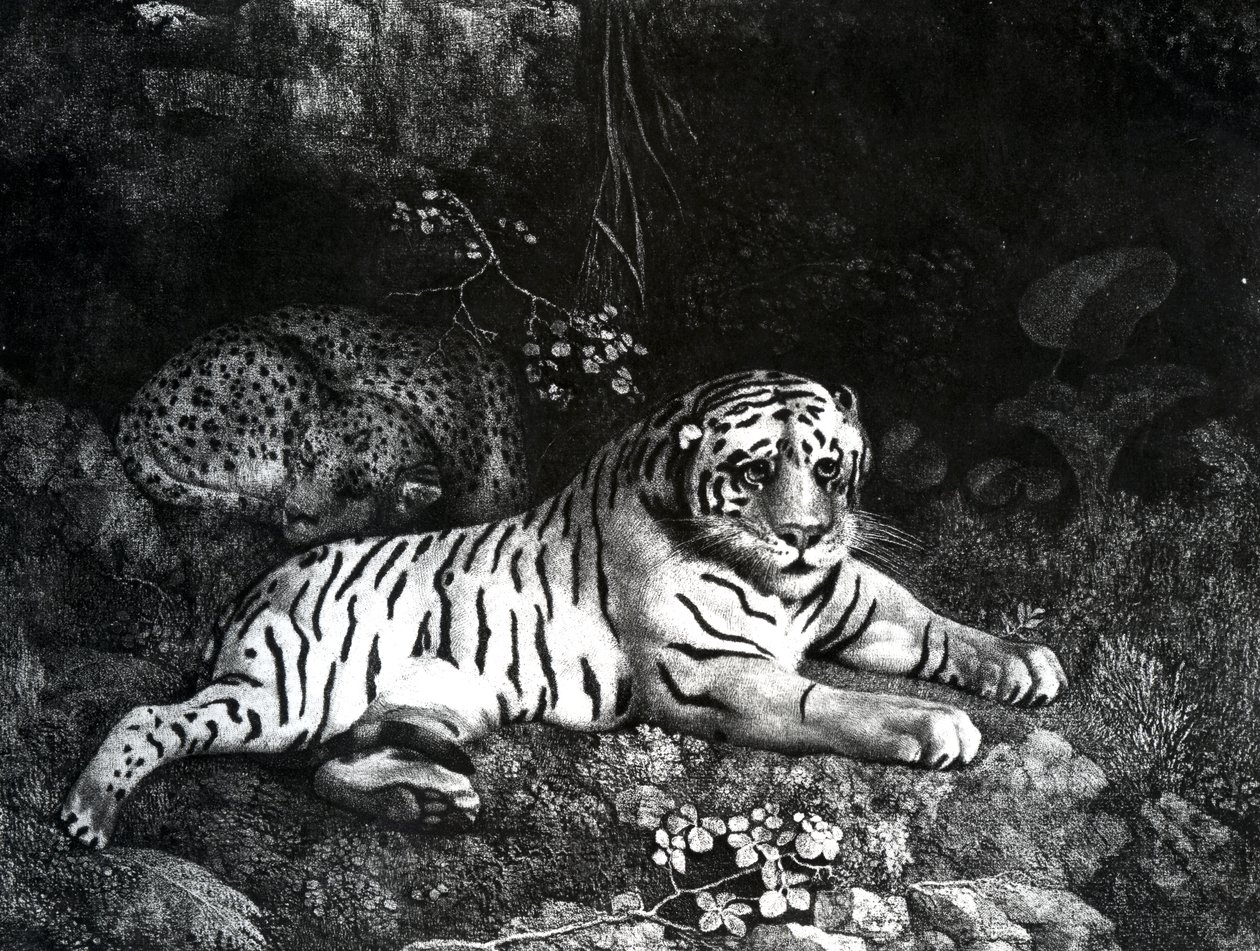 Twee tijgers, 1788 door George Stubbs