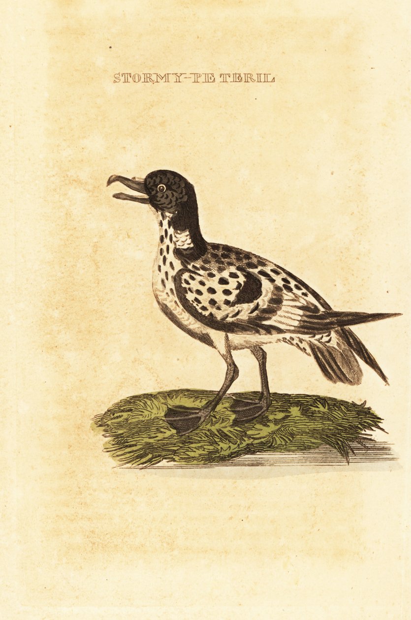 Kaapse stormvogel, Daption capense door George (after) Edwards
