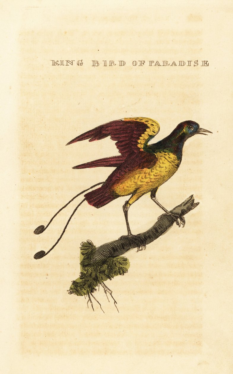 Koningsparadijsvogel, Cicinnurus regius door George (after) Edwards