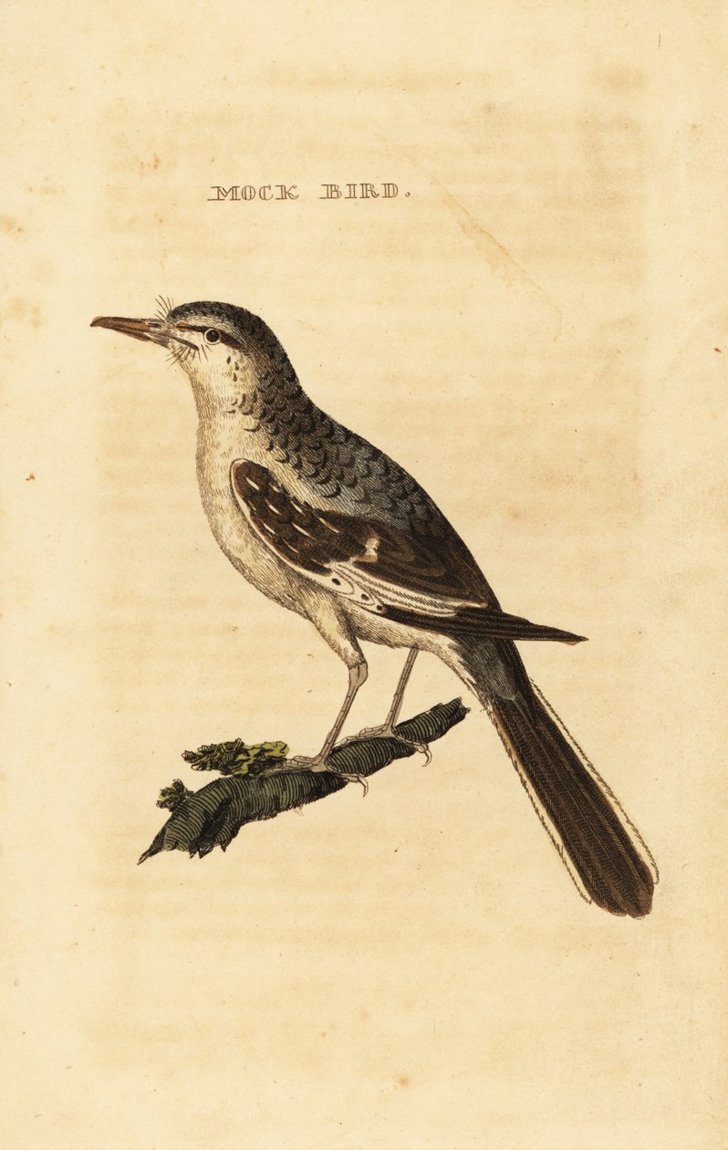 Spotlijster, Mimus polyglottos door George (after) Edwards