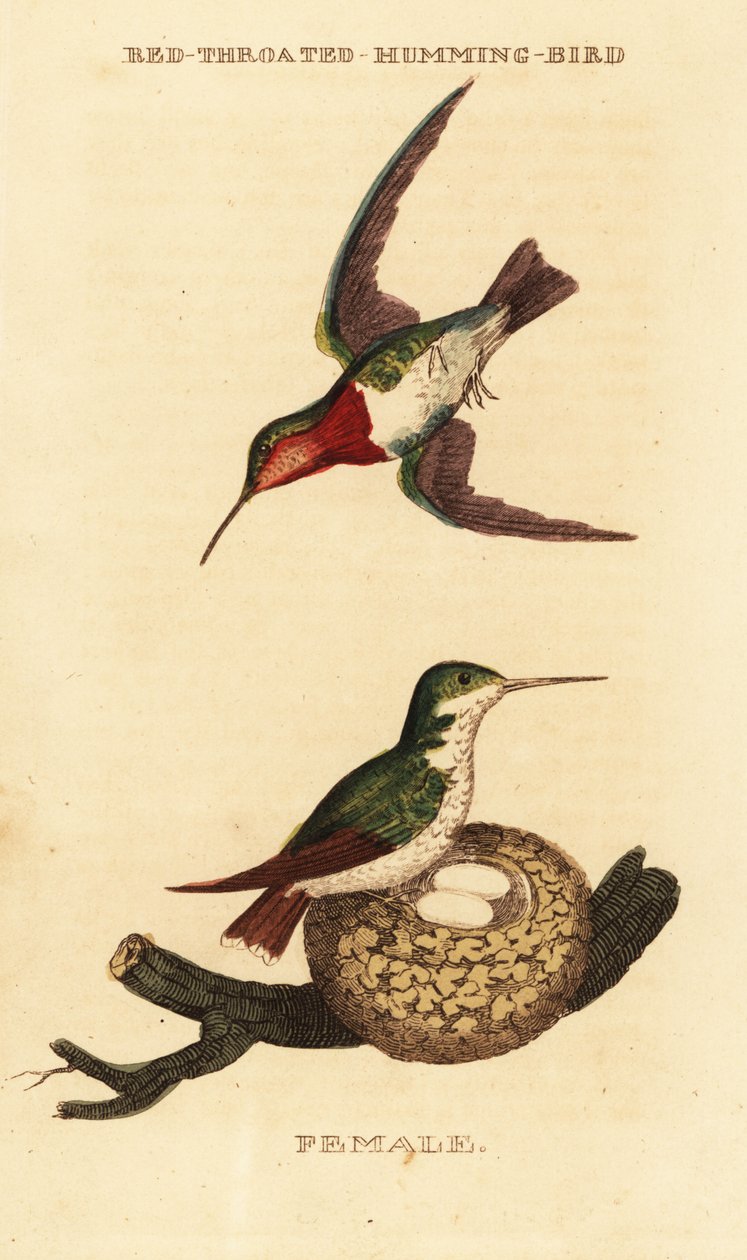 Robijnkeelkolibrie, Archilochus colubris door George (after) Edwards