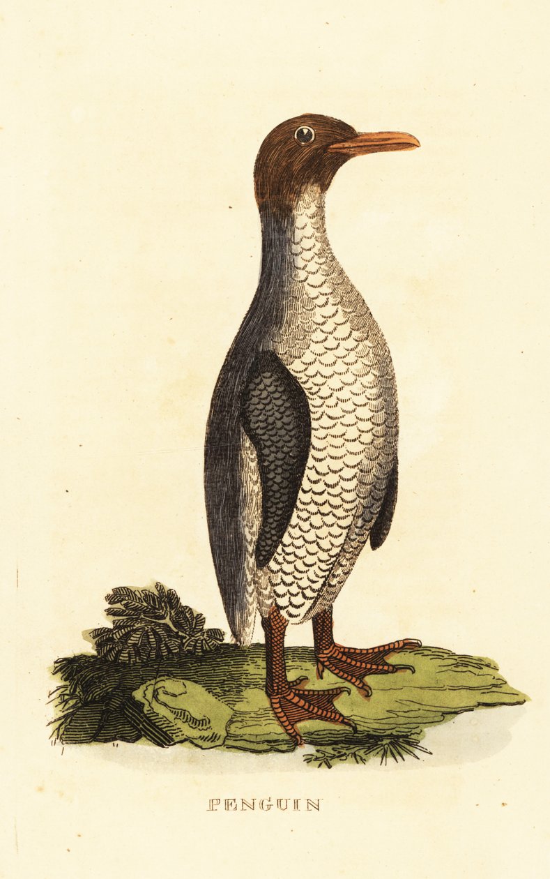 Onbekende pinguïnsoort door George (after) Edwards