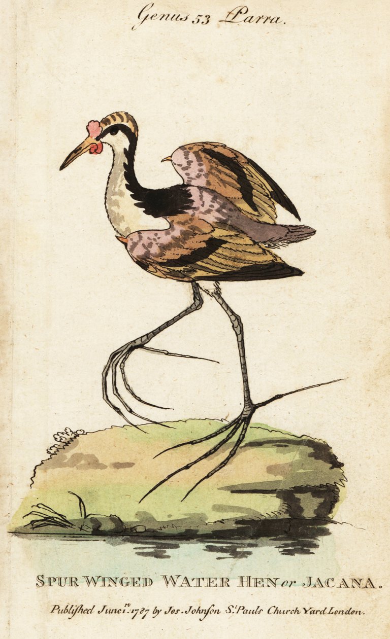 Leljacana, Jacana jacana door George (after) Edwards