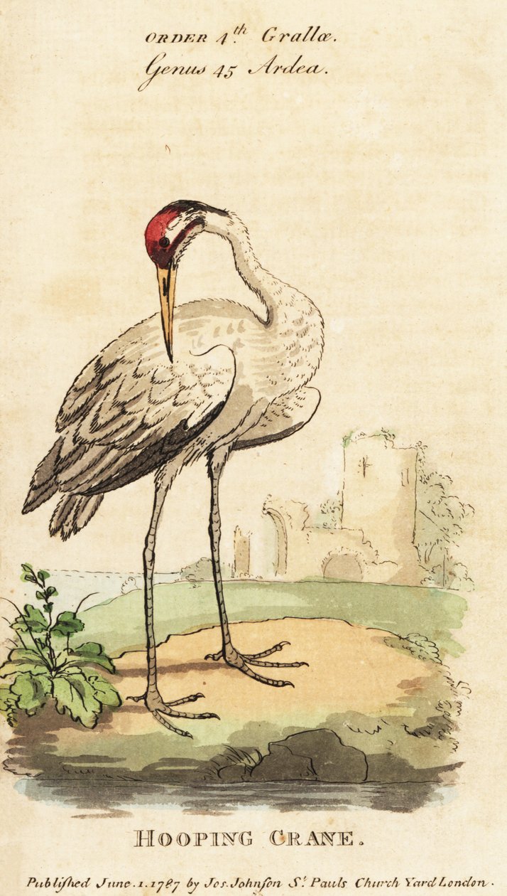 Roerdomp, Grus americana door George (after) Edwards