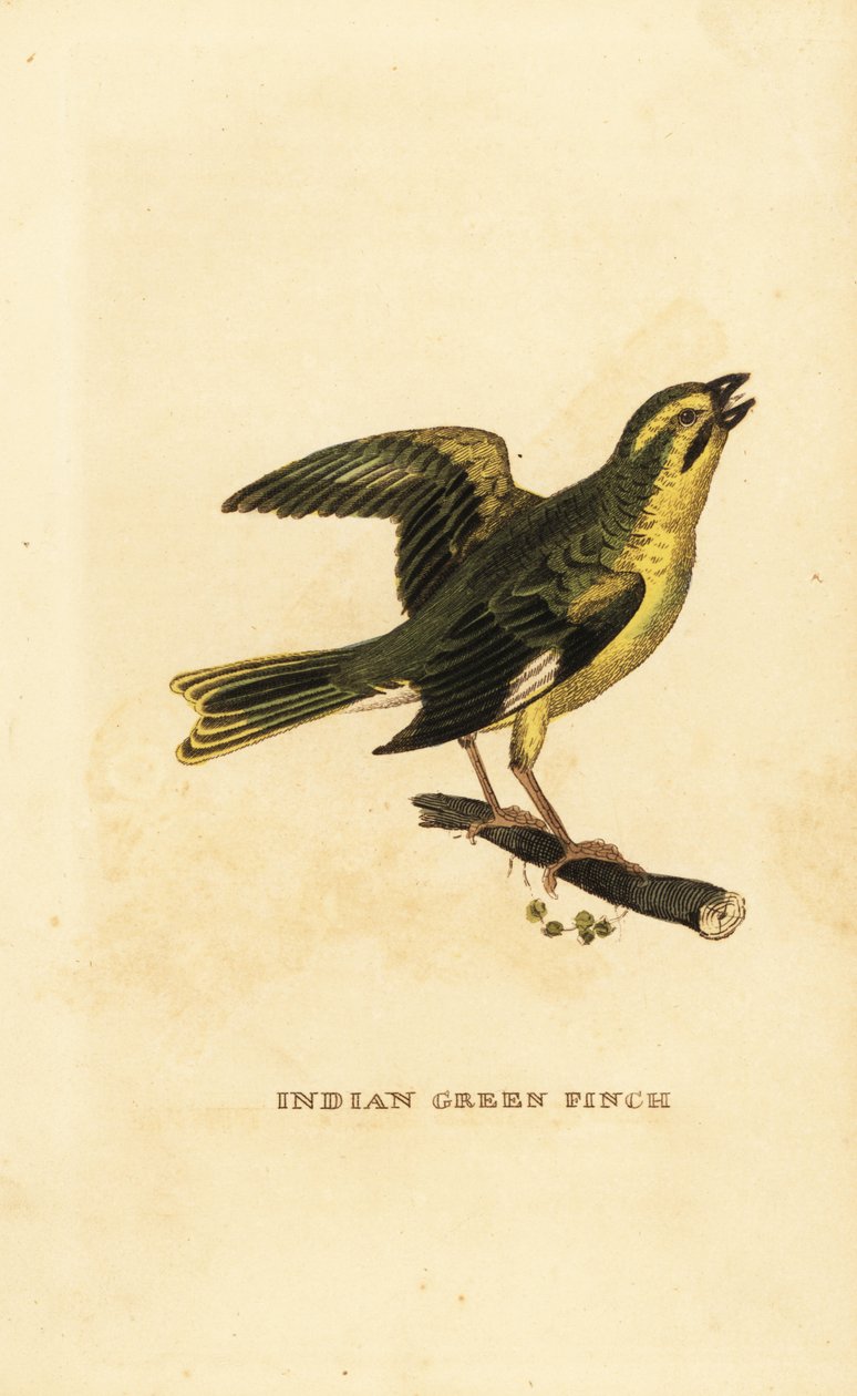 Geelborstgroenling, Chloris spinoides door George (after) Edwards