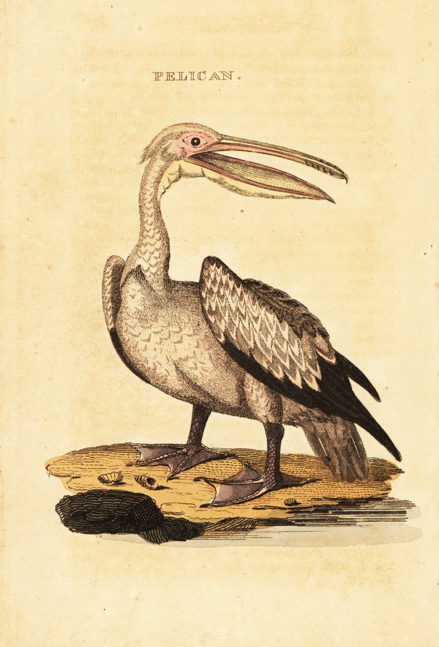 Grote witte pelikaan, Pelecanus onocrotalus door George (after) Shaw