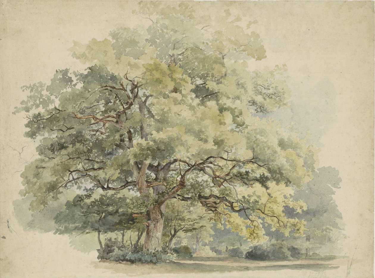 Boomstudie door George Andries Roth