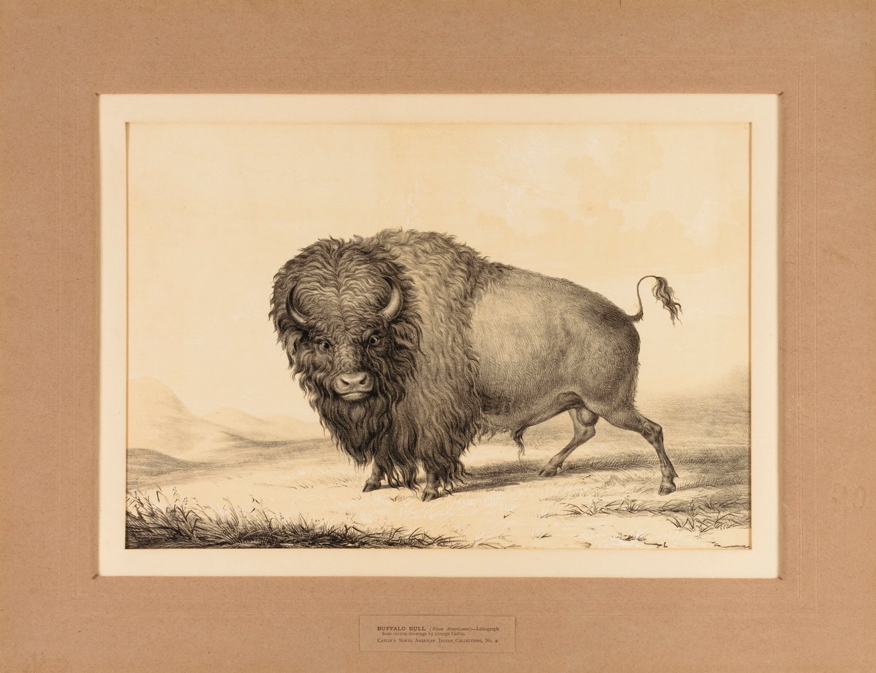 Buffalo Bull - nr. 2 door George Catlin