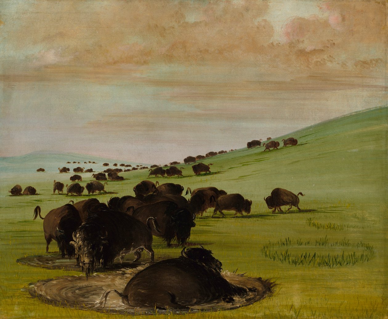 Buffelstieren in een modderpoel door George Catlin