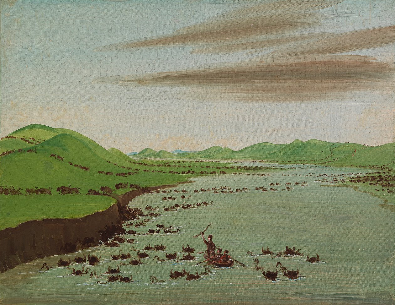 Kuddes buffels die de Missouri oversteken door George Catlin