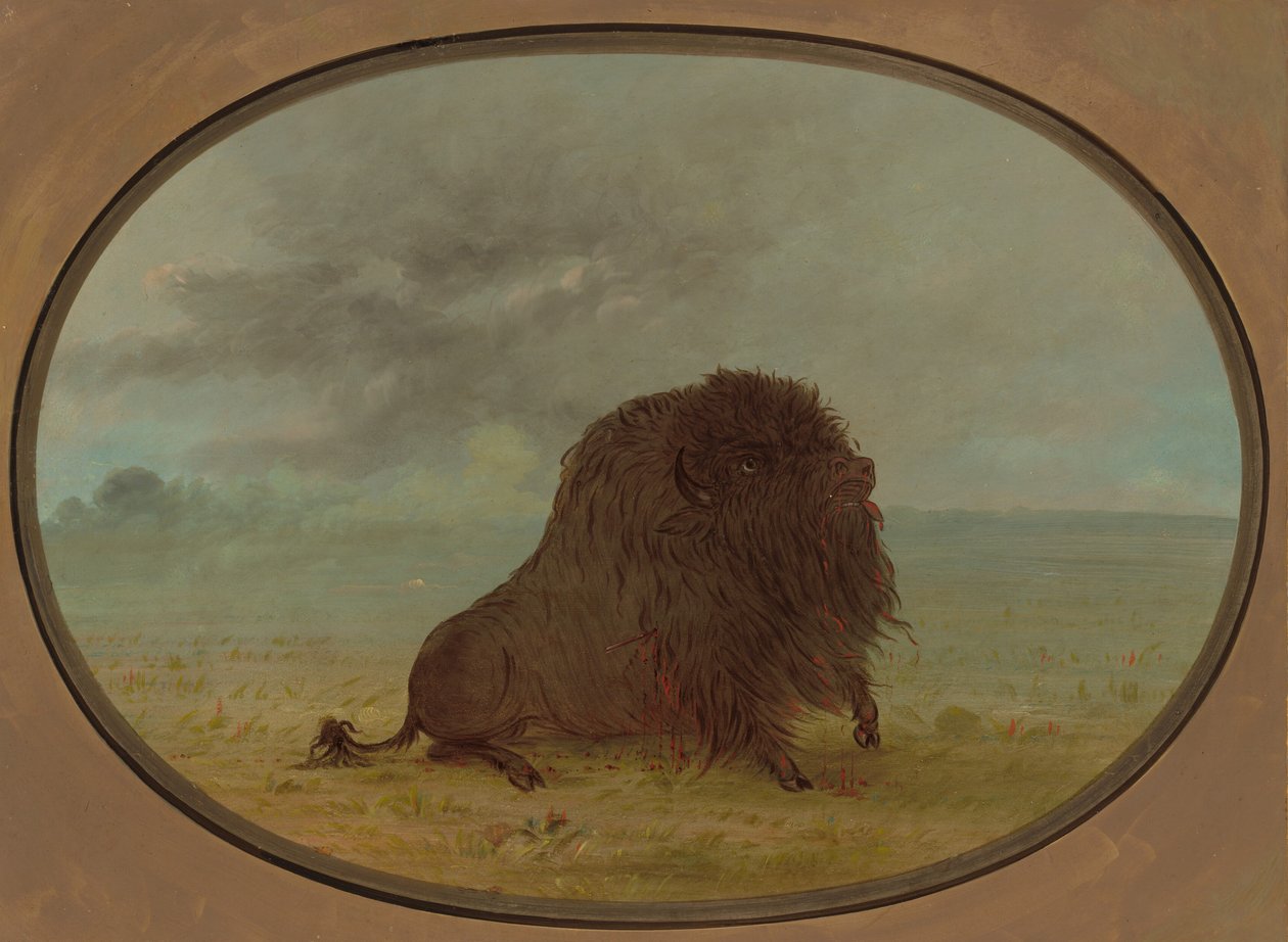 Stervende buffelstier door George Catlin
