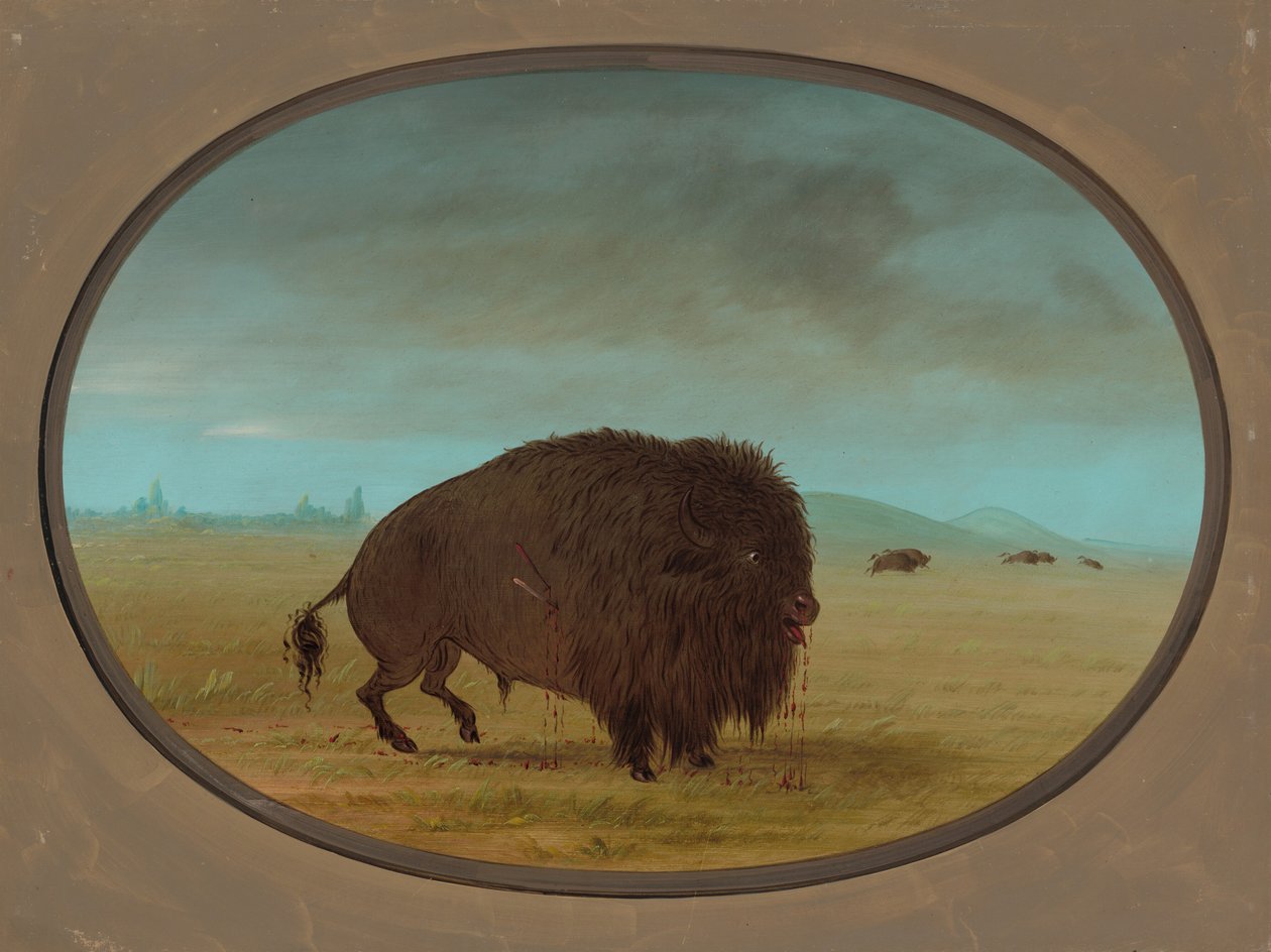 Gewonde Buffelstier, 1861-1869 door George Catlin
