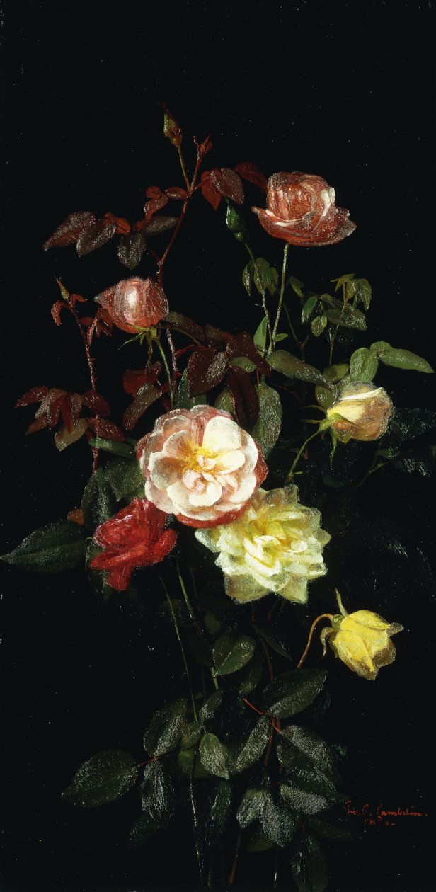 Rozen door George Cochran Lambdin