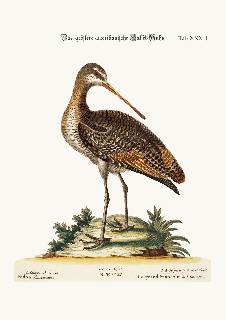 De Grote Amerikaanse Godwit door George Edwards