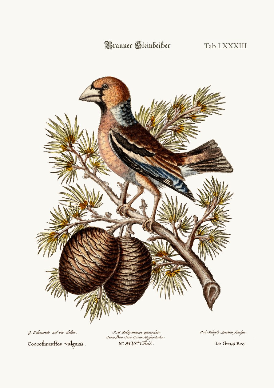 De Gros-Beak of Haw-Finch, 1749-73 door George Edwards