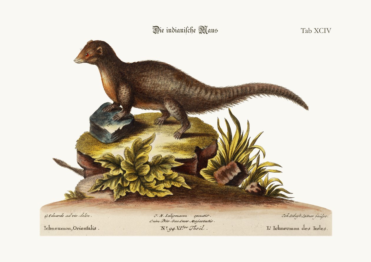 De Indiase Ichneumon, 1749-73 door George Edwards