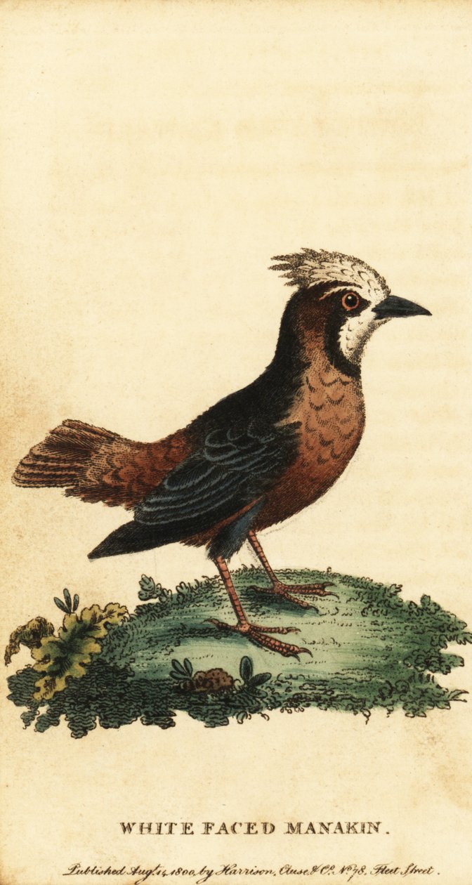 Witgepluimde miervogel, Pithys albifrons door George Edwards
