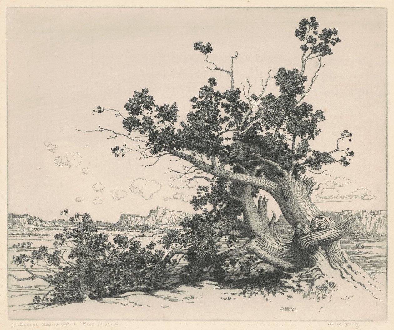 Woestijnceders, New Mexico door George Elbert Burr