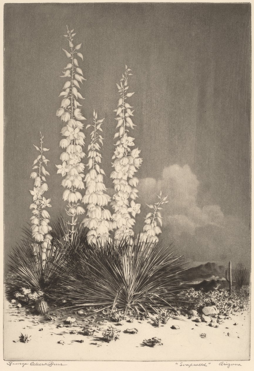 Zeepkruid, Arizona (nr. 2) door George Elbert Burr