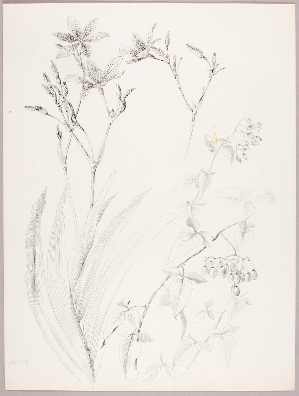 Zonder titel (Botanische studie) door George Elbert Burr