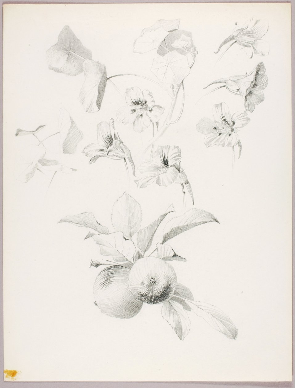 Zonder titel (Botanische studie) door George Elbert Burr