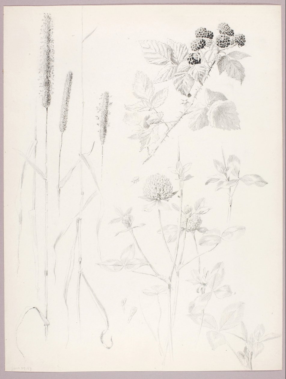 Zonder titel (Kattestaarten, klaver en bramen) door George Elbert Burr