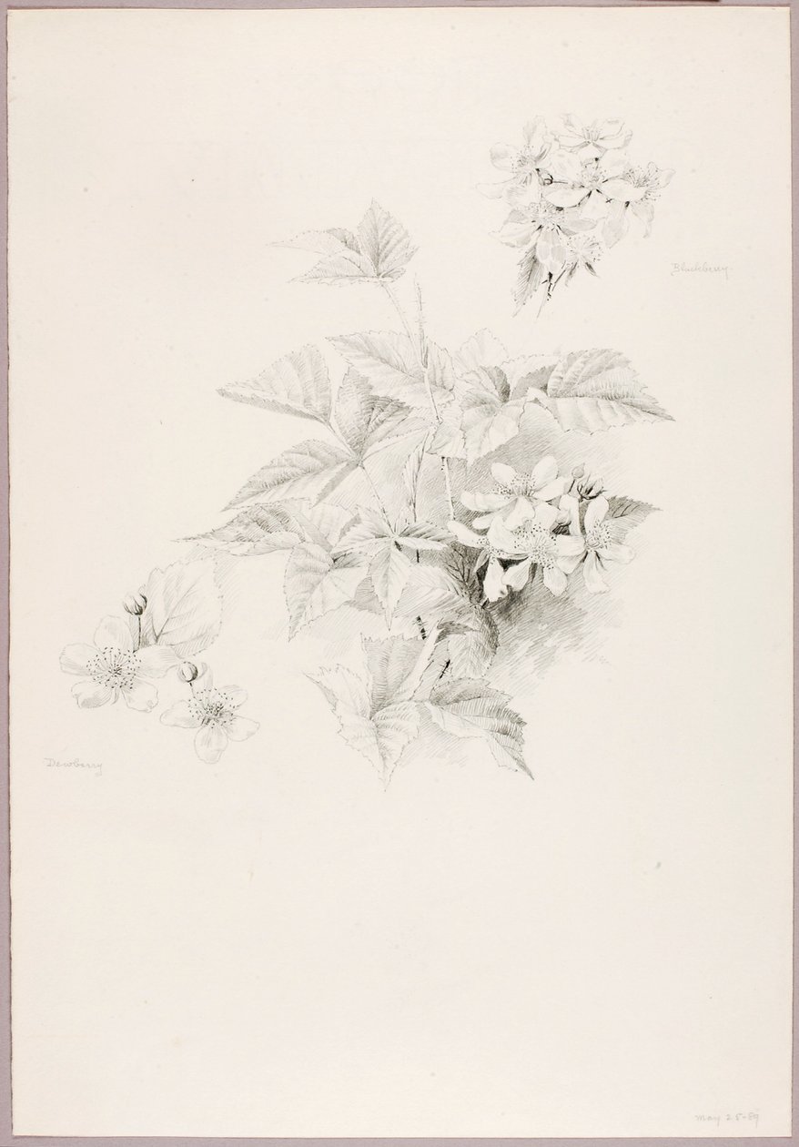 Zonder titel (Dauwbraam en braam) door George Elbert Burr