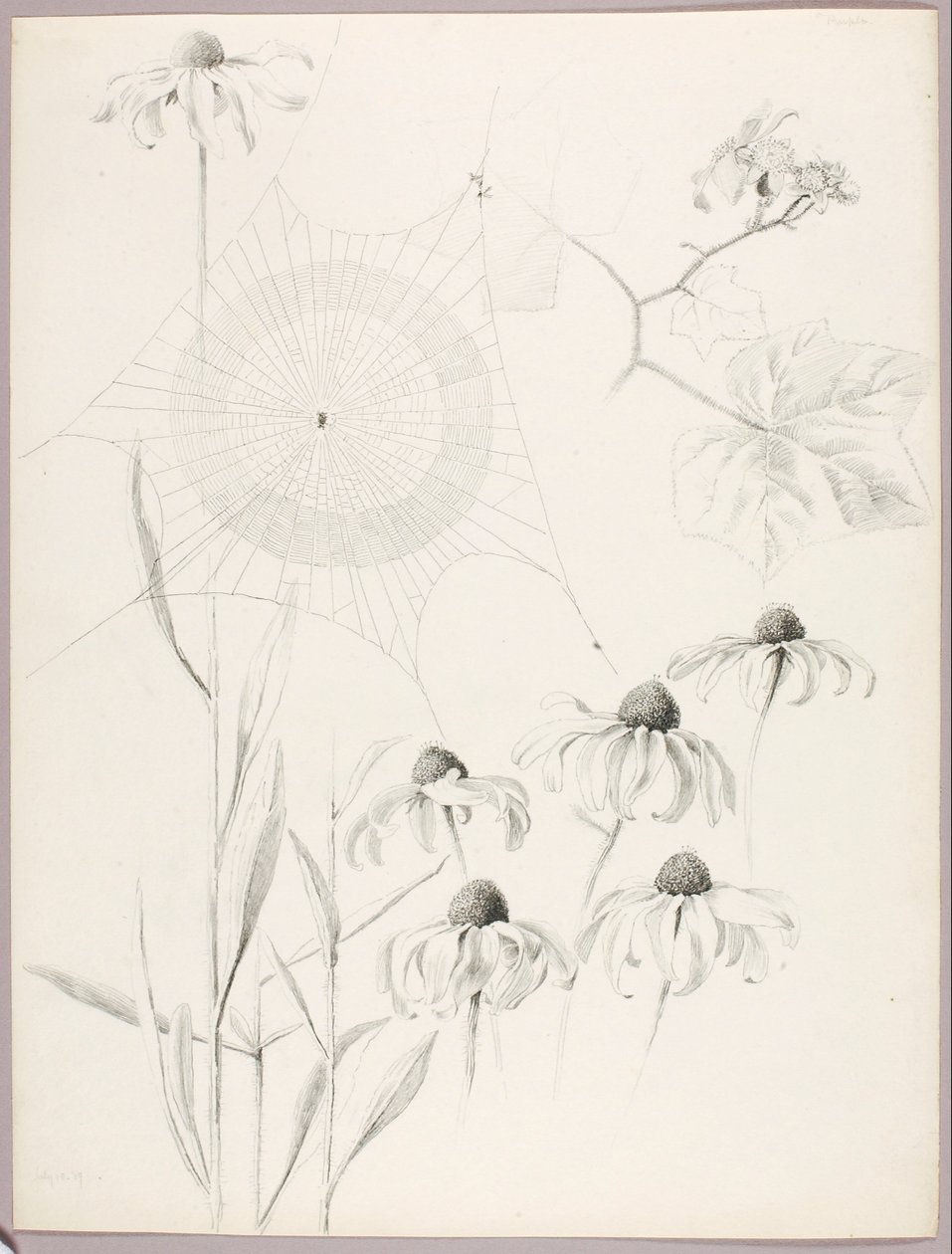 Zonder titel (Spinnenweb en madeliefjes) door George Elbert Burr