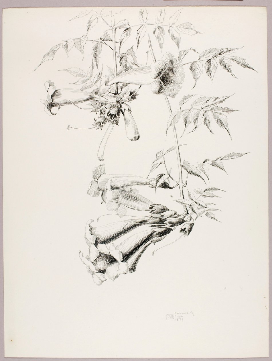 Zonder titel (Trompetstok) door George Elbert Burr
