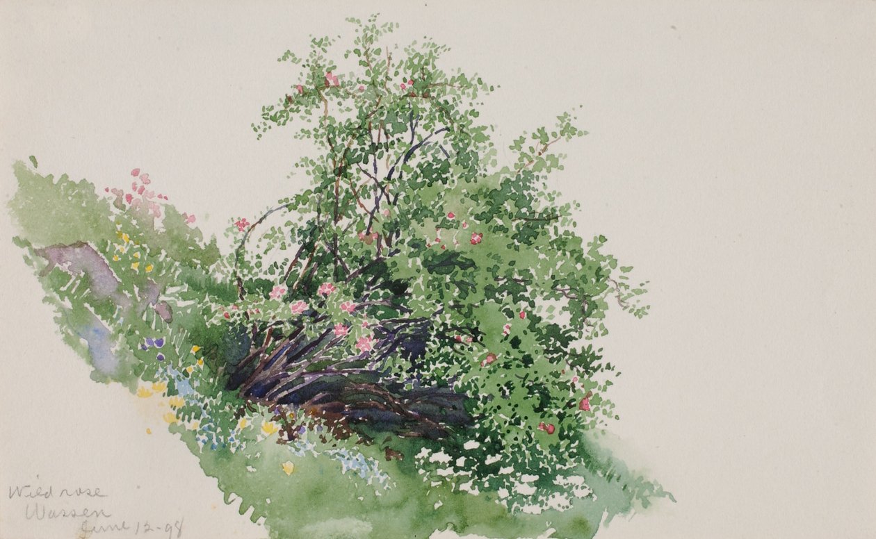 Wilde Roos, Wassen door George Elbert Burr