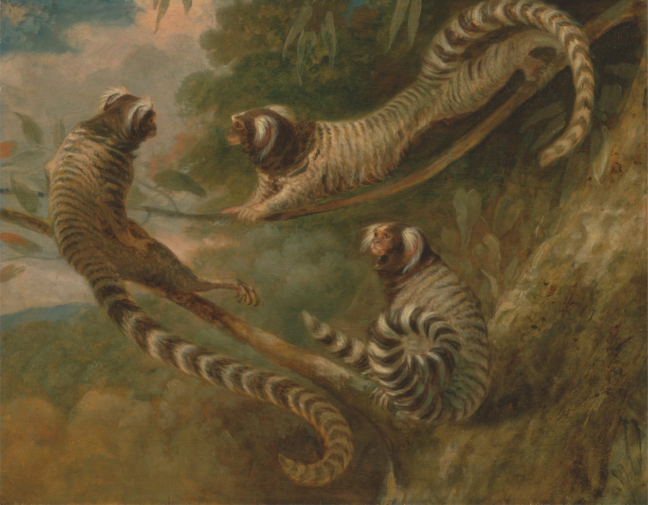 Een marmoset in drie houdingen door George Garrard